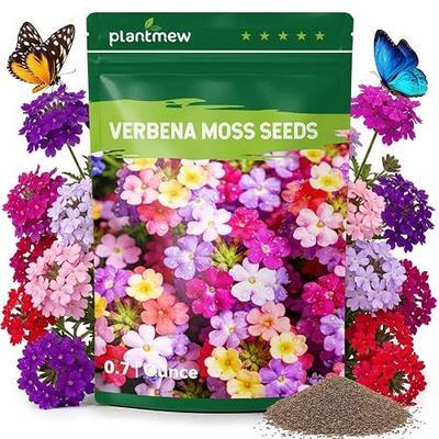 23,000+ Verbena Seeds for Planting, Verbena Bonariensis Seeds, Long Blooming Flowers for Ground Cover, Pollinator Gardens, Borders & Landscaping