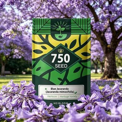 Blue Jacaranda Tree Seeds (Jacaranda mimosifolia), Blue-Violet Blooming Ornamental Deciduous Trees, Perennial Plant, Pack of 750 Seeds