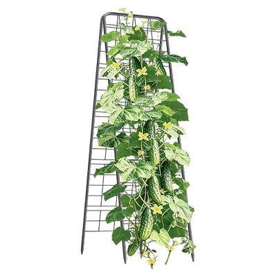 100% Metal Cucumber Trellis for Raised Bed,62"x17" A-Shape Garden Plant Support for Climbing Plants, Heavy Duty Metal Garden Trellises Plant Support for Vine Vegetables Outdoor (Black, 62x17inch(H*W))