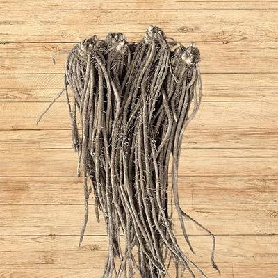 Atlas Asparagus Crowns - 2 Year Roots - Vigorous and High Yielding - Hybrid Asparagus Variety from Hand Picked Nursery (5)