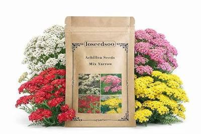 12000+ Mixed Yarrow Seeds for Planting – Achillea Millefolium Flower Seed Mix, Perennial Wildflower Seeds, Pollinator Friendly, 2 g
