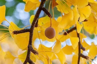 10 Ginkgo Biloba Tree Seeds for Planting, Maidenhair Tree Seeds, Heirloom Non-GMO Outdoor Garden Seeds, Easy to Grow, Full Sun to Partial Shade