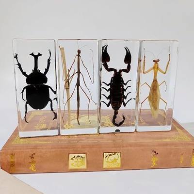 Long Size 4 Taxidermy Bugs Specimen in Resin – Oddities Decor Including Taxidermy Mantis Scorpion Beetle & Stick Insect Resin,Gothic Curiosities for Science,Unique Halloween Christmas & Birthday Gift