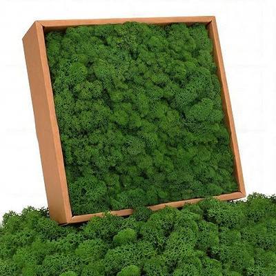 Preserved Reindeer Moss, Natural Dark Green, 1.1 LB, 500g | Real Moss, For DIY Crafts, Moss Wall Art, Terrariums, Wedding & Floral Decor