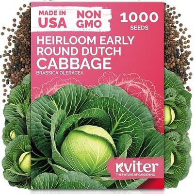 KVITER 1000 Early Round Dutch Cabbage Seeds (Brassica Oleracea) - Cold Tolerant Round Dutch Cabbage, Compact Green Heads, Non-GMO Seed Packets - Vegetable Seeds for Home Garden, Small Space Rows