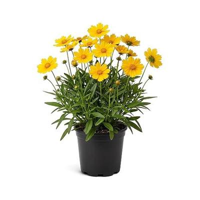 Live Coreopsis - Yellow Blooms, Flowering Perennial, 12" Tall by 6" Wide in 2 Qt Pot
