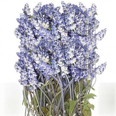 Wavwavw 50 Pcs Pressed Dried Lavender Flowers Stems Natural Preserved Real Lavender Stems Dried Flowers for DIY Crafts Invitations Resin Art Scrapbook Card Gift Decoration