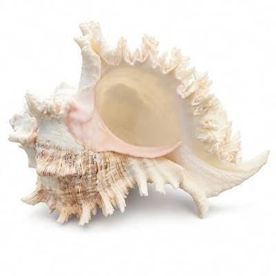 Giant Natural Murex Ramosus Conch Shell 6-7 Inch, Large White Pink Sea Shell for Coastal Home Decor, Beach Theme Decor, Vase Filler, Air Plant Holder, Aquarium Decor, Crafts, Wedding Centerpiece