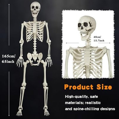 5.4ft Halloween Skeleton Life Size Posable Skeleton Realistic Full Body Plastic Human Bones for Halloween Decorations