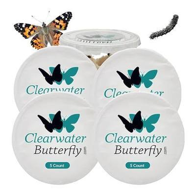20 Live Painted Lady Caterpillars to Butterflies, Butterfly Activity Kit | Caterpillar Refill for Butterfly Kit, Mesh Cage Not Included, STEM Learning, Live Butterfly Kit