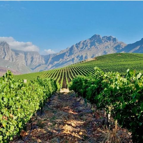 Riporta · Primitivo
